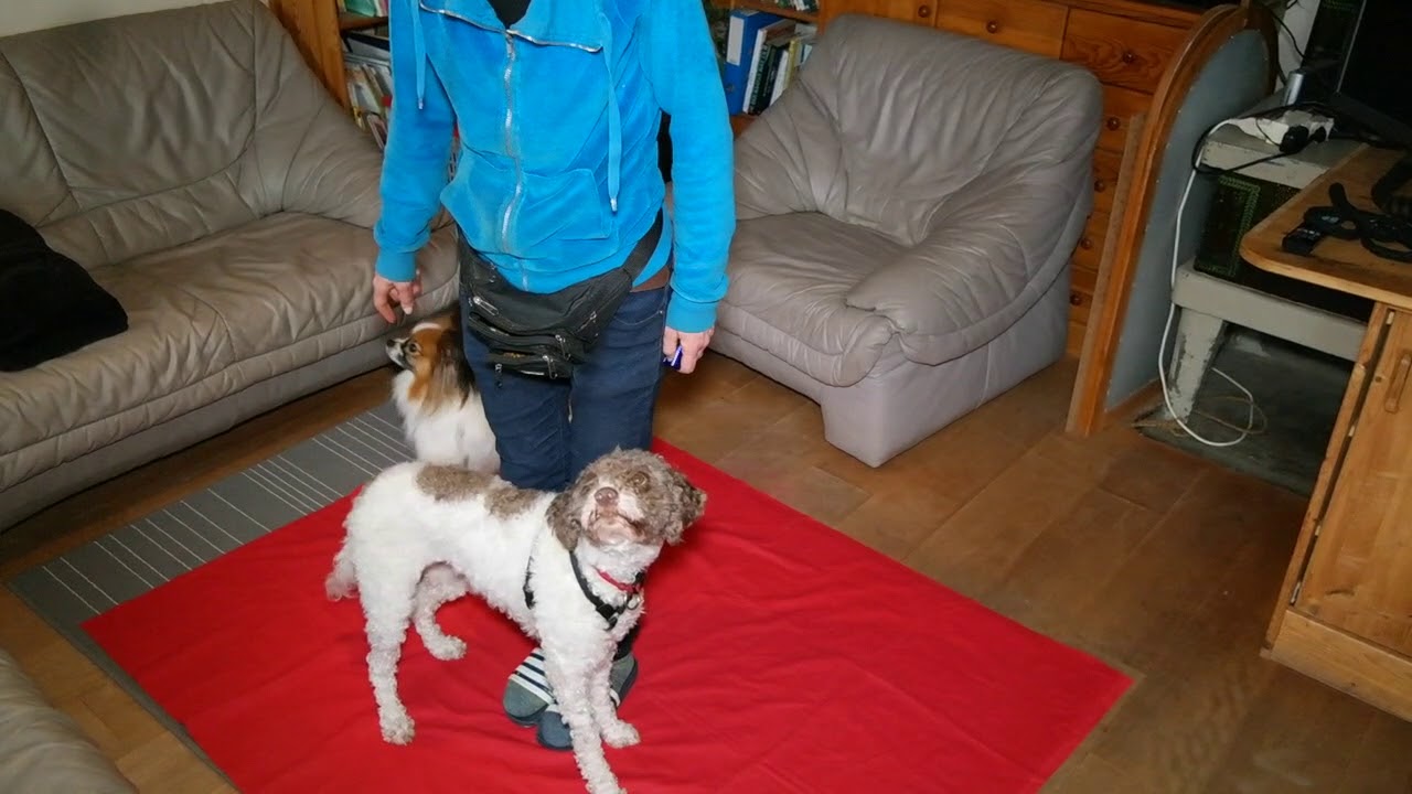 Clickertraining/Tricks mit zwei Hunden: "Twist, Umarmung, rückwärts"