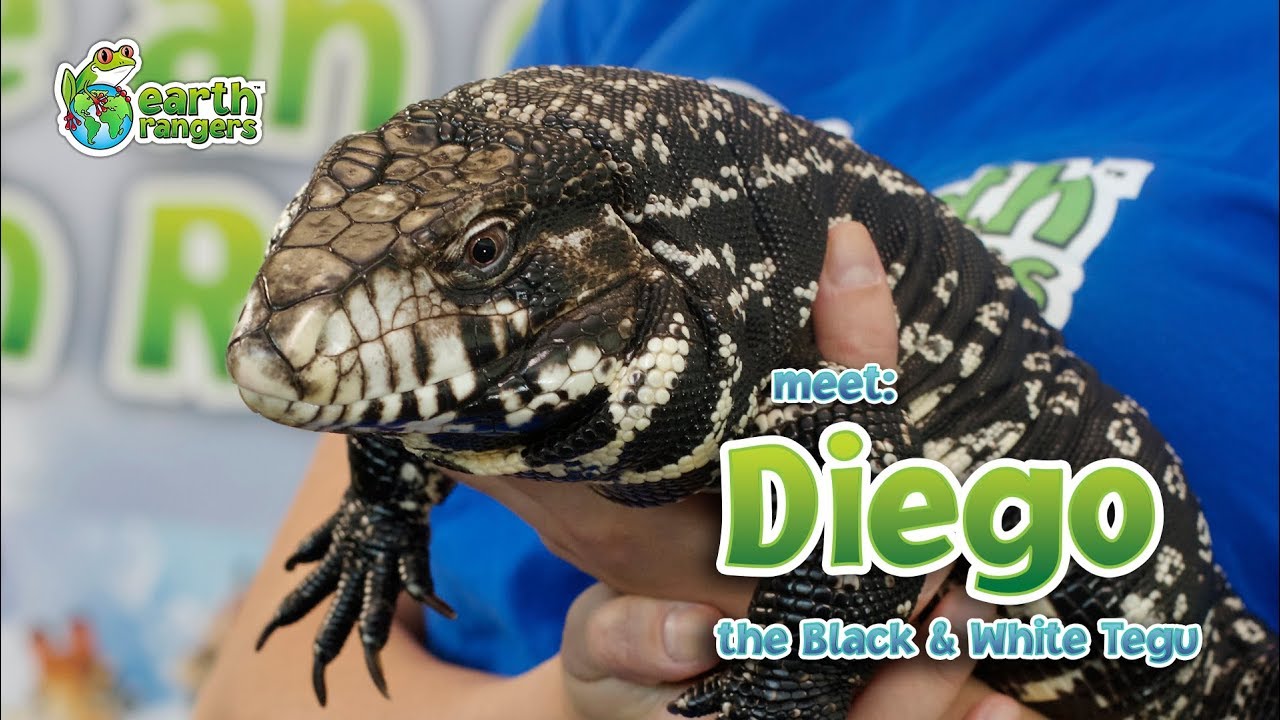 Meet Animal Ambassador Diego the Black & White Tegu
