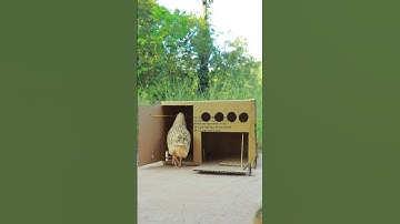 Unique Quick Quail Trap Using Cardboard Box #shorts