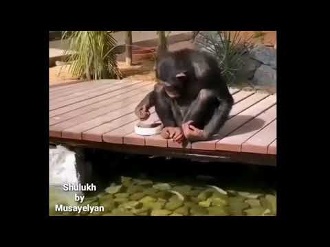 Video: Կարո՞ղ է կապիկը հեղինակային իրավունքով սելֆի անել: