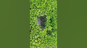 Color grading in vn app  #vn #vnvideoeditor #viral #viralvideo  #jungle #edit #tutorial #life #like