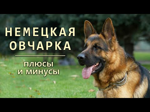 Video: Шиншилланы сатып алууга 5 себеп