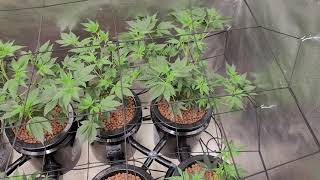 RDWC Day10 Fastest Growth Ever! LED Advanced Nutrients Peach Skunk, GMO, OREO1.0 "Pure Michigan"