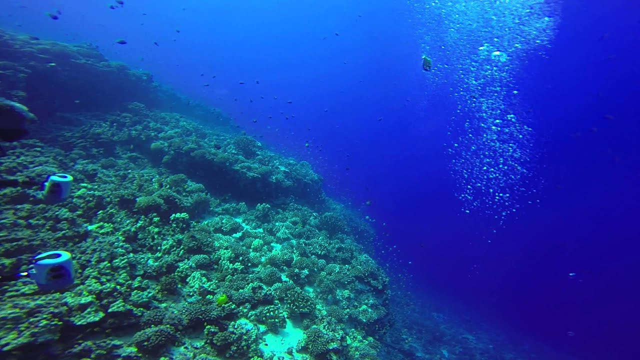 Diving @ Molokini Crater - YouTube