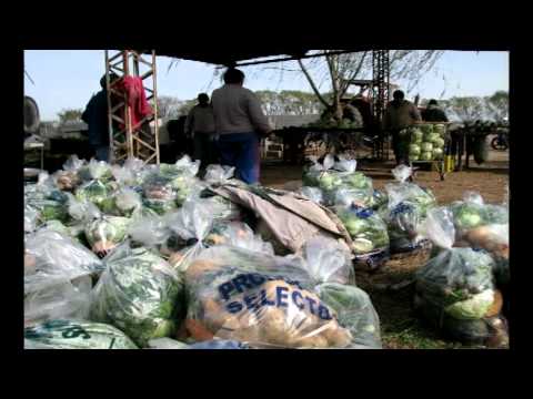 Argentina - Córdoba / Movimiento de Agricultores Urbanos / Cosecha de Papas Orgánicas
