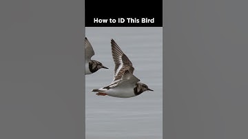 Can you identify this shorebird in flight?