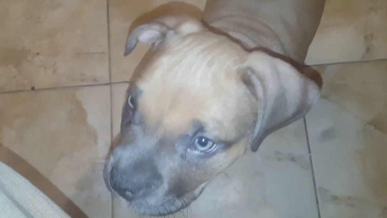 blue fawn bully pitbull