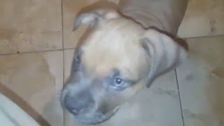 fawn blue bully