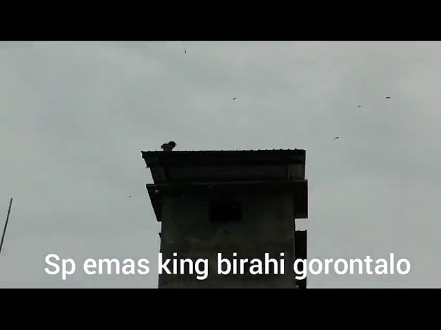 Luar Biasa viral ❗️❗️SP emas  king birahi 77TWG gorontalo  meledak lagi💥di pangkep sulsel.. walet class=