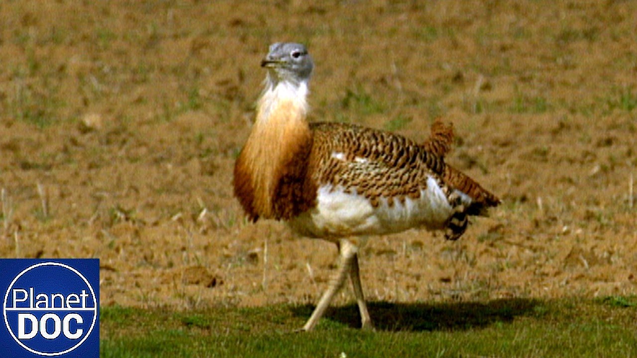 Villafáfila: Tierra de Aves en la Meseta | El Secreto de Tierra de Campos