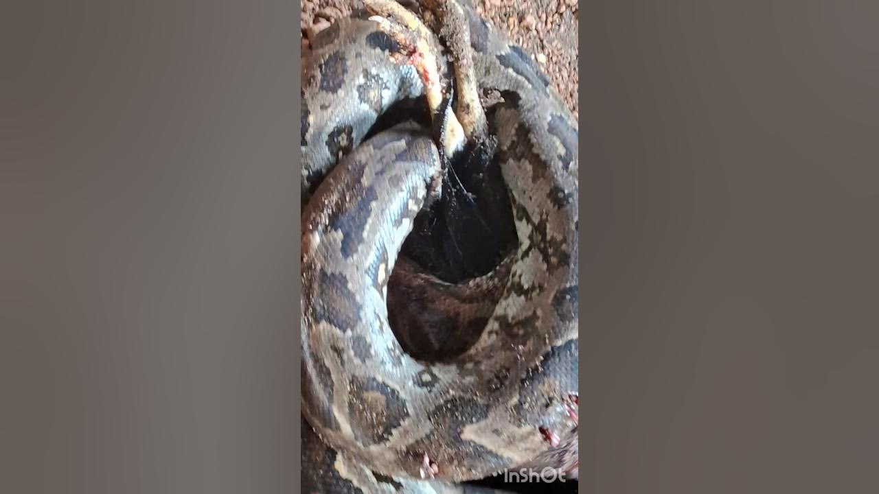 #Python eating chicken.# - YouTube