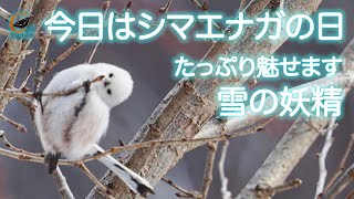 大寒はシマエナガちゃんの日