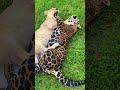Lion vs Jaguar Sneak Attack! AWESOME