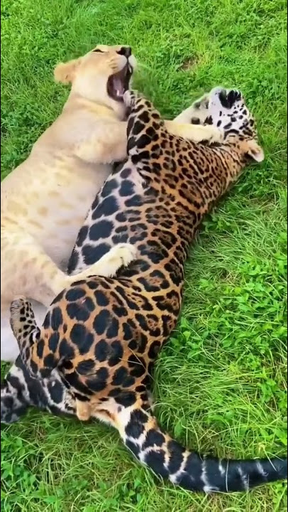 Lion vs Jaguar Sneak Attack! AWESOME