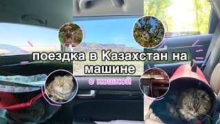 ПОЕЗДКА в Казахстан на машине с кошкой!🐈(омск-нур-султан)|Nastya Rose