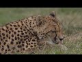 Amabala's Cheetah Cubs Play and Explore