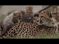 Amabala's Cheetah Cubs Play and Explore