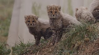 Amabalas Cheetah Cubs Play and Explore