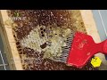 Apiculture  comment extraire le miel   truffaut