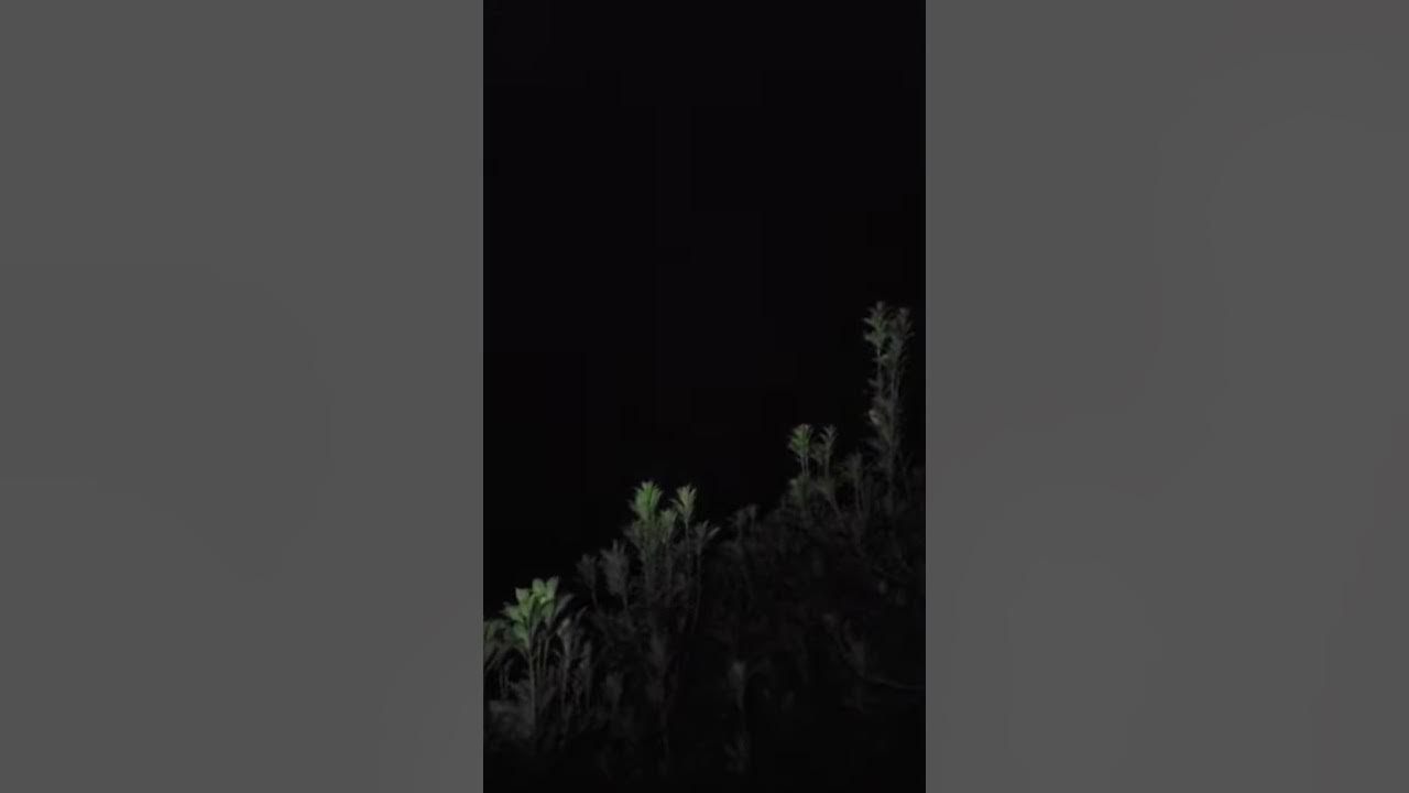 Very disturbing sounds out my window. Raccoons fighting/growling at