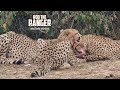 Cheetah Coalition Catch A Warthog | Lalashe Mara Ripoi Safari
