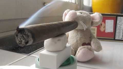 zheimeer & norka- mice