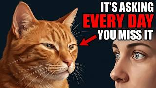 Your Cat Has Been Asking You Something For Years — And You Never Answered