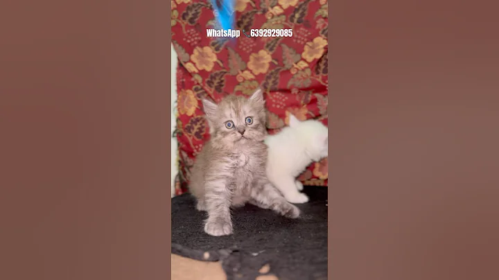Watch the video about 🖤Cutecats Hash Grey | Persian cat kitten | WhatsApp 📞6392929085 #cutecat #cat #persiancat #shorts