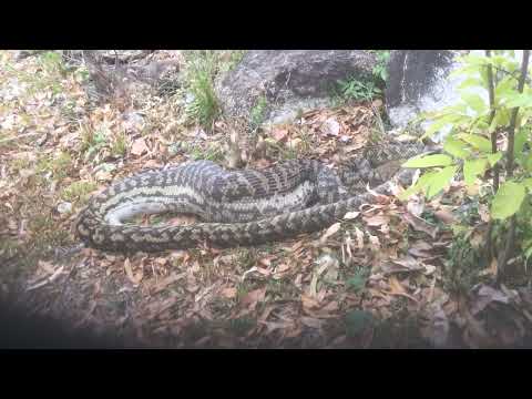 17ft scrub Python eating a kangaroo at back of our caravan in far north qld Australia ( Episode 2 )