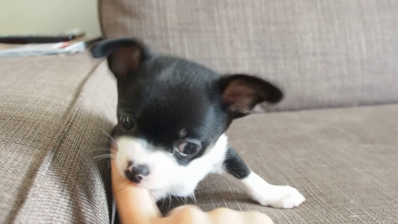 7 week old chihuahua