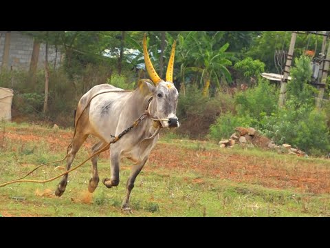 Bhim Sarkar 108 Jallikattu bull running Exercise at Bargur