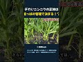 デカいニンニクの正体は 葉っぱの管理で決まる!?
