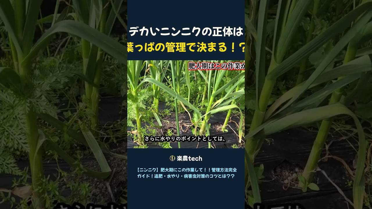 デカいニンニクの正体は 葉っぱの管理で決まる!?