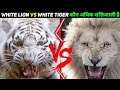 White lion vs white tiger  who will win  in hindi  anokhe sach 