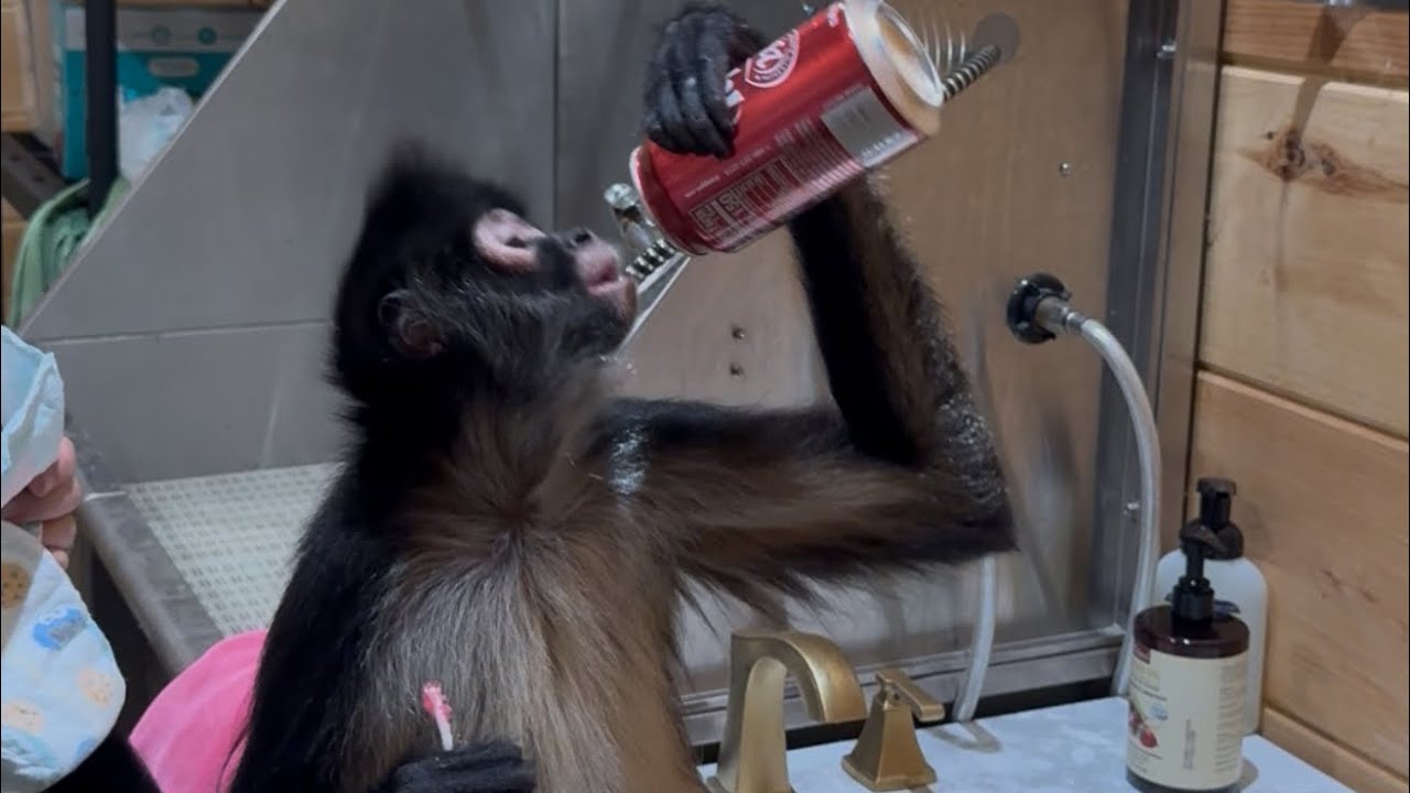 Готовлю всех 9 обезьян ко сну❤️