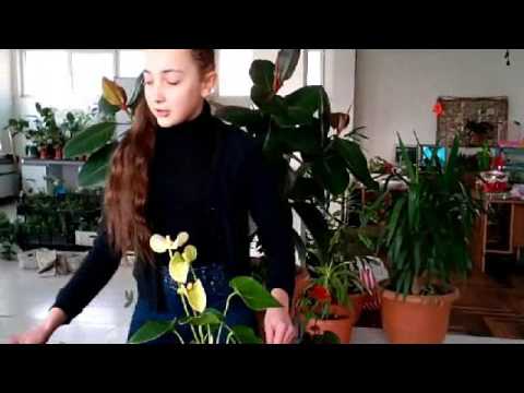 Video: Կախովի զամբյուղների տարեկան բույսեր