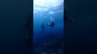 Padi Dsd try dive with Sophia, Connor and Deklan