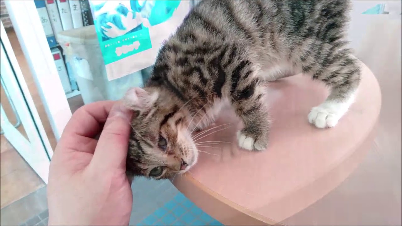 アメリカンカール 三島・函南のペットショップu0026ブリーダー スタイル