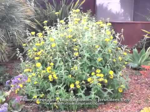 Phlomis fruticosa - Jerusalem Sage