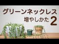 グリーンネックレスの増やしかた　【Part２】