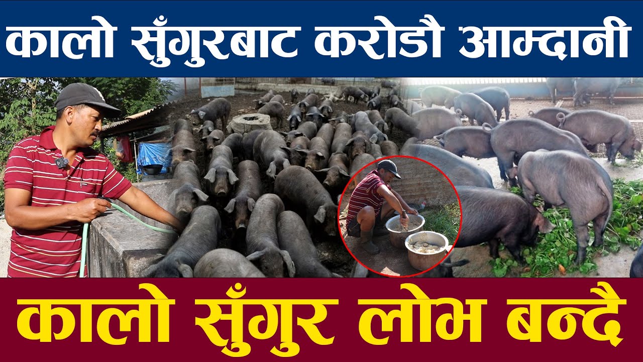 कालो सुंगुरबाट करोडौ आम्दानी बजारमा कालो सुंगुर पुर्याउन नसकेर हैरानी कालो संगुर लोभ बन्दै