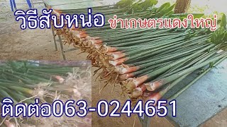 200กอรับ2,000บาท/ครั้งวิธีสับหน่อ#ข่าเกษตรแดงใหญ่ 0630244651