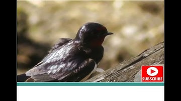 Nature Reserves around the World (Video) Excel 8 Module 6e