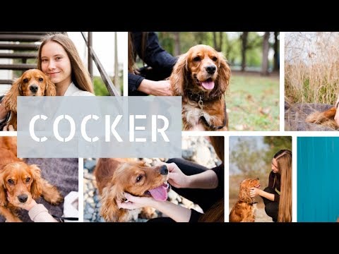 Video: Cómo Lavar A Tu Cocker Spaniel