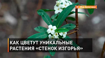 Как цветут уникальные растения «Стенок Изгорья»
