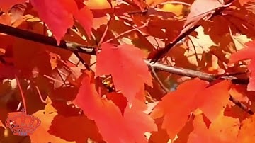 Autumn Leaves -arr. Peter Kleine Schaars