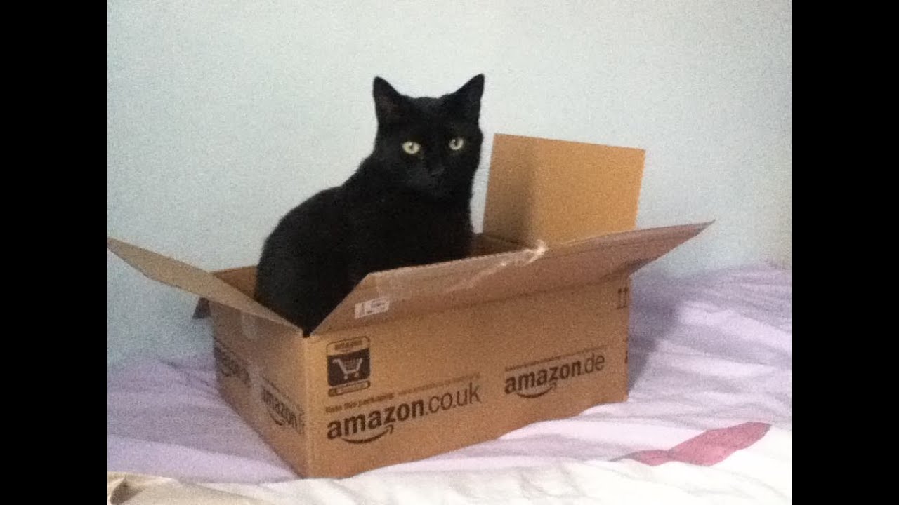 Files catbox moe mp4