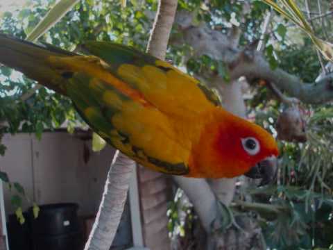 Sun Conure Growth Chart