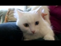 Cats 101  Turkish Angora   Video   Animal Planet の動画、YouTube動画。