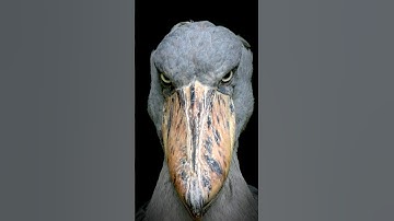 Scariest Bird Ever 😱